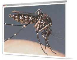 Mosquitoes vs malaria