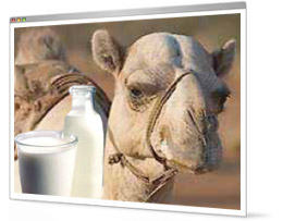 Camel Milk