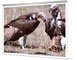 Vultures: the next dodos?