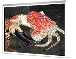 Monster crab invasion
