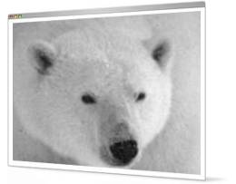 Endangered Polar bears